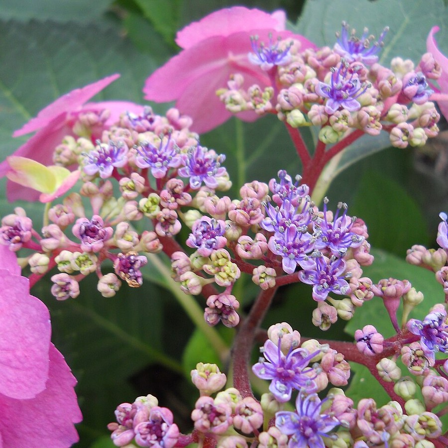 Hydrangea macrophylla — Rooted Cuttings, 24 pcs
