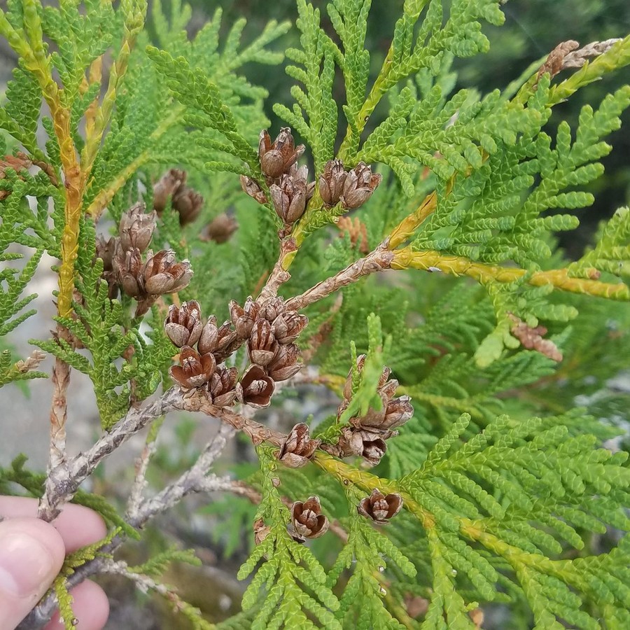 Thuja occidentalis 'Smaragd' — Liners, 20 pcs — Young plants in P9 pots, 20 plants, height 20–30 cm