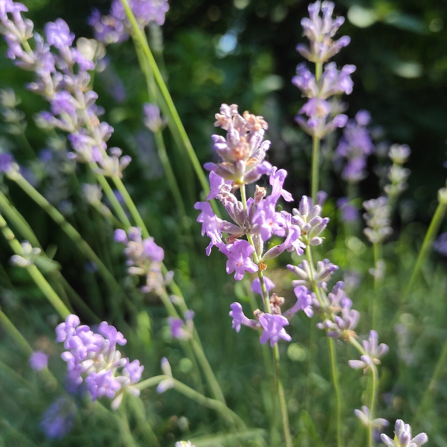 Lavandula angustifolia — Plug Plants, 40 pcs — Plug plants in trays, 40 plugs, height 6–10 cm