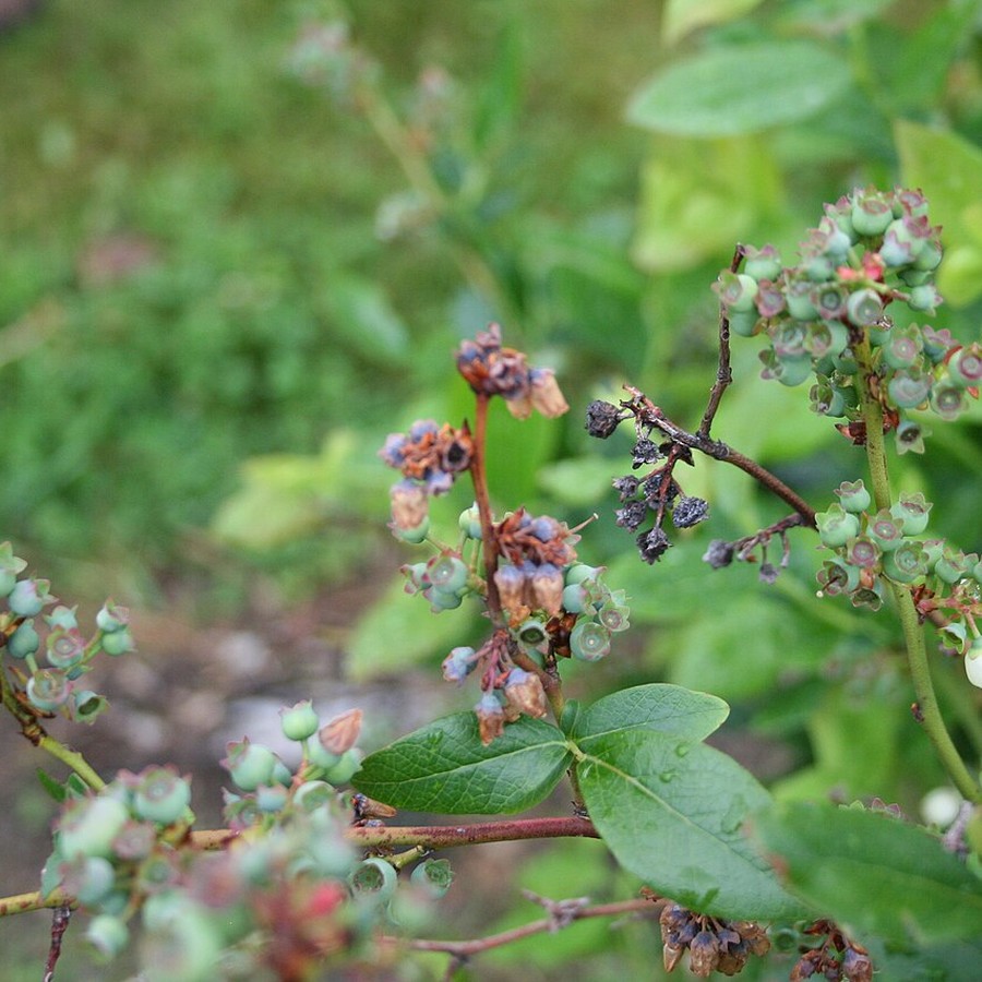 Vaccinium corymbosum (Blueberry) — Young Plants, 10 pcs — Young plants in P9 pots, 10 plants, height 25–35 cm