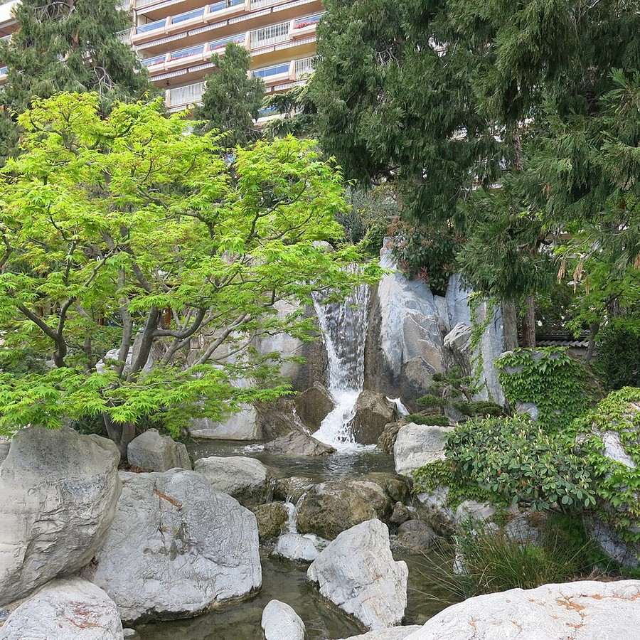 Acer palmatum — szczepione okazy, 5 szt. — Szczepione okazy w doniczkach C2, 5 roślin, wysokość 40–60 cm