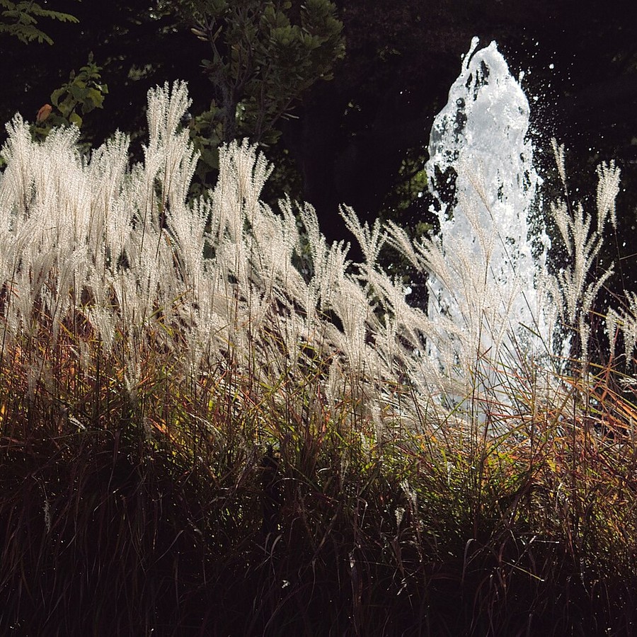 Miscanthus sinensis — Plug Plants, 30 pcs