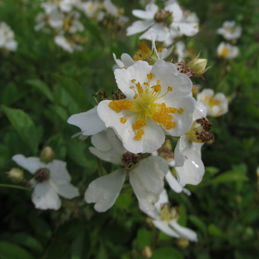 Rosa — Bare-Root Shrub Roses, 10 pcs
